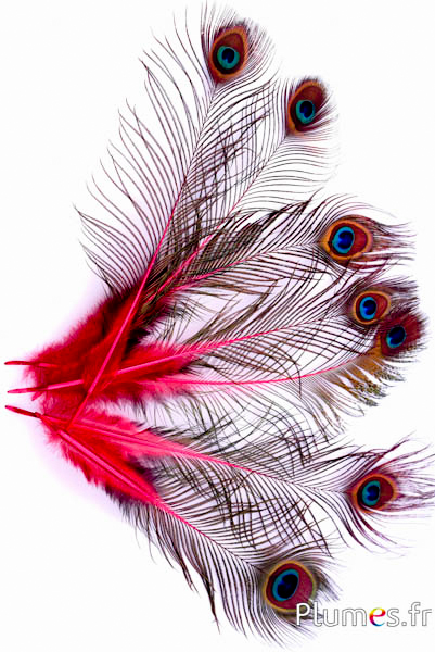 Paon bleu miniature - 15-25 cm - carmin